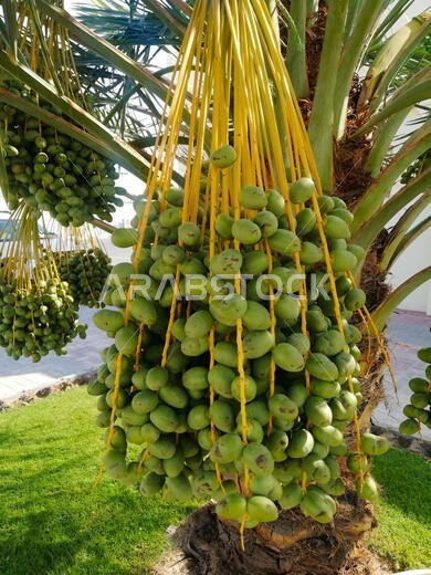 ثمار نخيل التمر الأخضر جاهزة للحصاد في قطر، المنطقة العربية، الشرق الأوسط