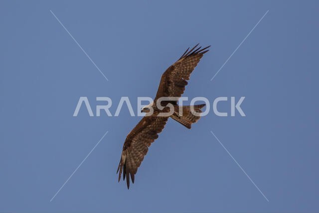 طائر الحدأة السوداء يحلق