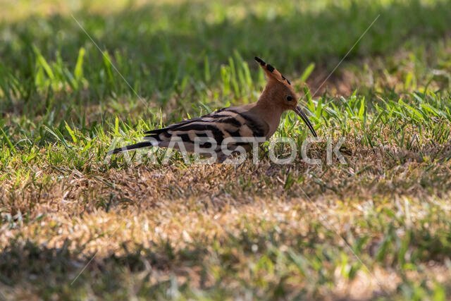 Hoopoe