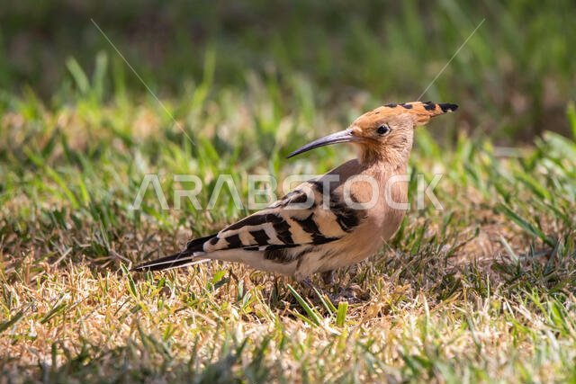 Hoopoe