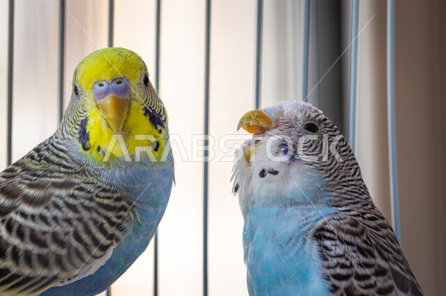 صورة مقربة لطيور الزينة داخل القفص ، تربية الطيور ، طيور الزينة بألونها الزاهية , طيور الحب .