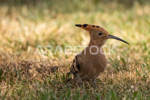 Hoopoe