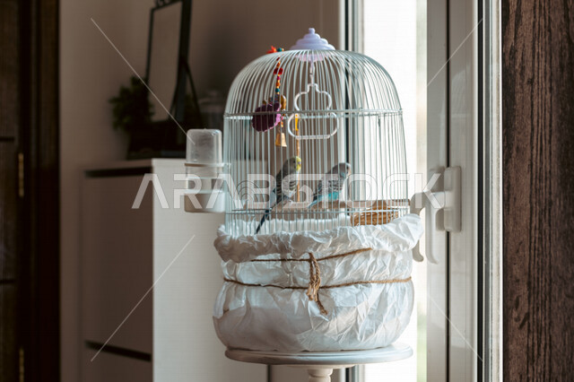 Close-up of ornamental birds inside the cage, bird breeding, ornamental birds with their bright colors, love birds.