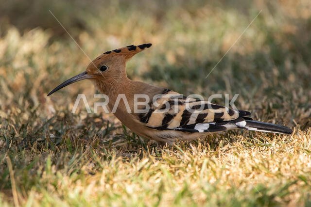 Hoopoe