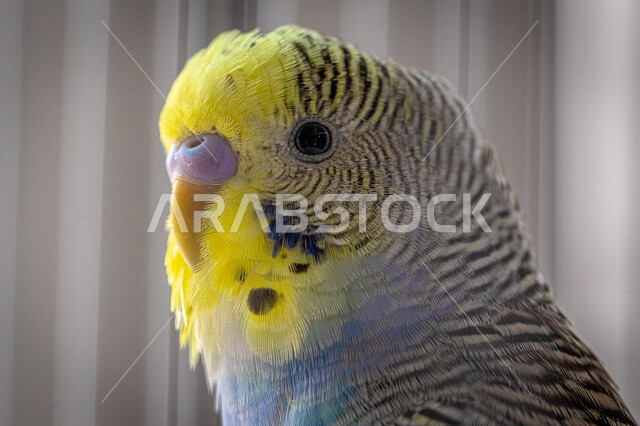 صورة مقربة لطيور الزينة داخل القفص ، تربية الطيور ، طيور الزينة بألونها الزاهية , طيور الحب .