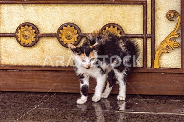 Kitten being scary