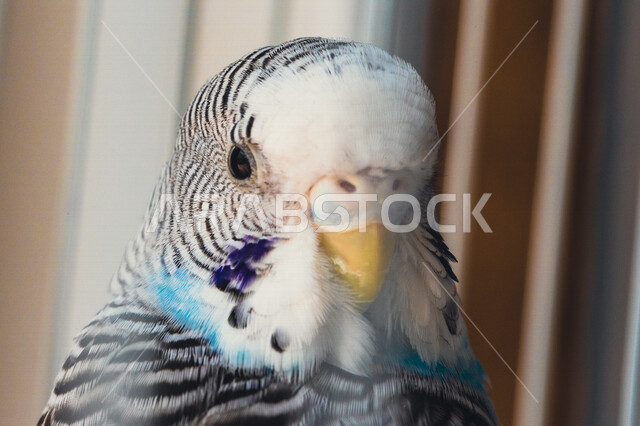Close-up of ornamental birds inside the cage, bird breeding, ornamental birds with their bright colors, love birds.