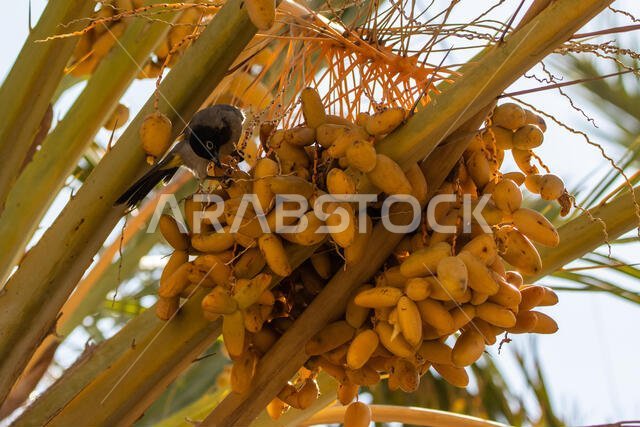 طائر البلبل ذو النظارة يأكل التمر