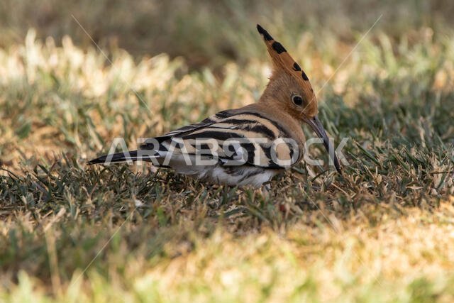Hoopoe