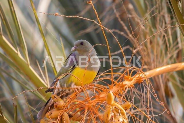 Bruce's Green Pigeon