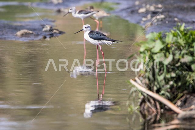 Black Winged Stilt
