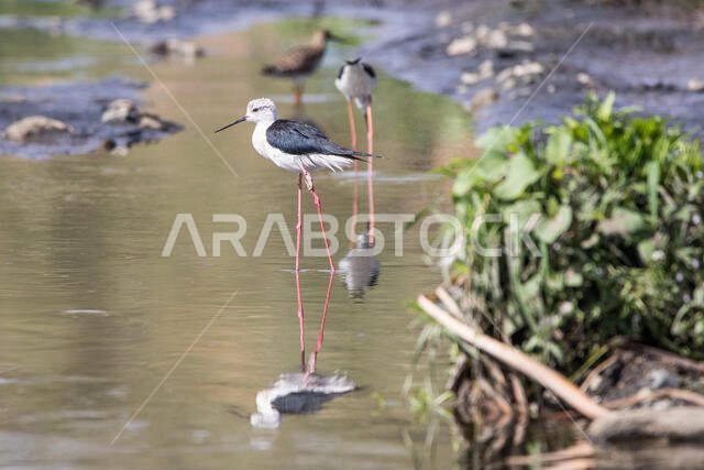 Black Winged Stilt