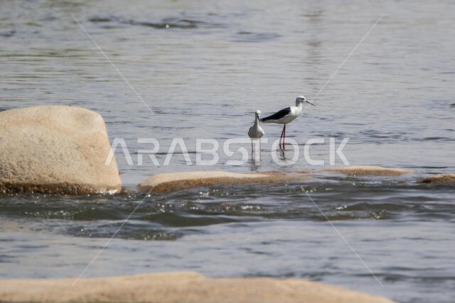 طائر الزقزاق ذو الجناحين الأسود