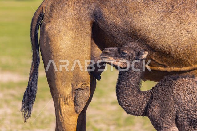 Camel calf about to have the first sip of her mother's milk