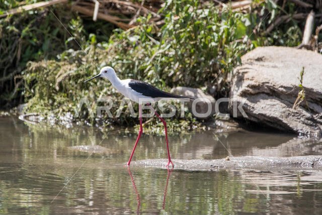 Black Winged Stilt