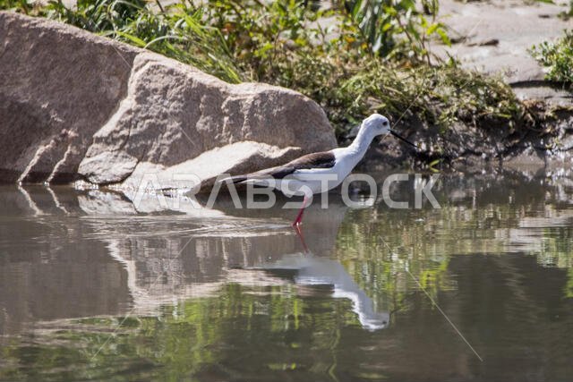 Black Winged Stilt