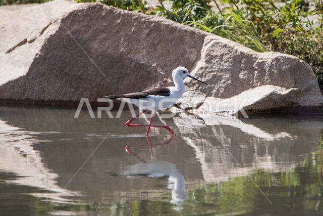 طائر الزقزاق ذو الجناحين الأسود