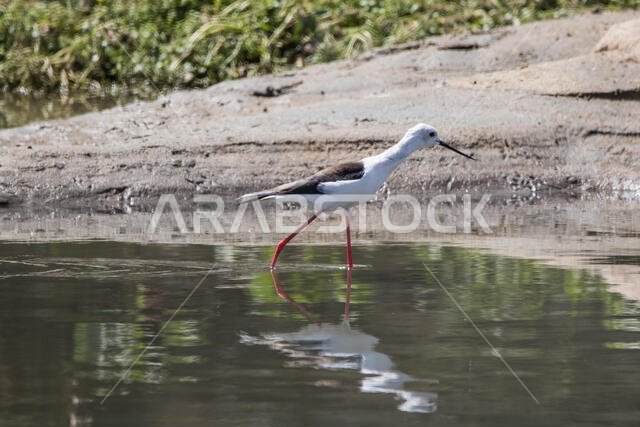 Black Winged Stilt