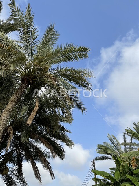 Aesthetic picture of green palm tree farms in the state of Sohar in the Sultanate of Oman, palm farms in Oman, trees and agricultural crops, agricultural lands, a natural reserve for planting palm trees, nature background
