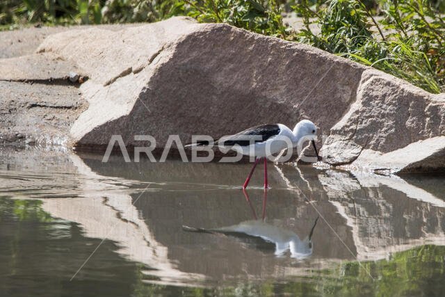 طائر الزقزاق ذو الجناحين الأسود