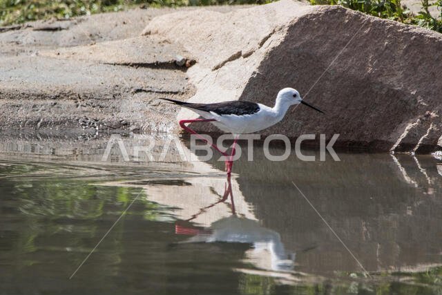 طائر الزقزاق ذو الجناحين الأسود