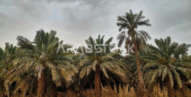 Date palm trees growing in a row and branches of date palms under blue sky.Plantation of date palms. The tropical agriculture industry in the Middle East