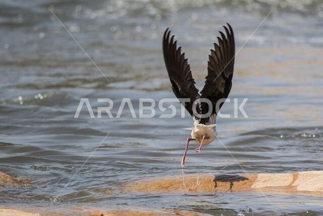 طائر الزقزاق ذو الجناحين الأسود