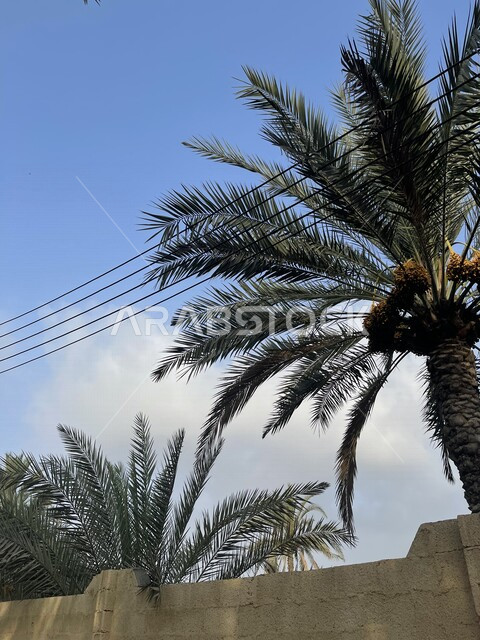 صورة جمالية لمزارع أشجار النخيل الخضراء في ولاية صحار بسلطنة عمان ، مزارع النخيل في عمان ، أشجار ومحاصيل زراعية ، أراضي زراعية ، محمية طبيعية لزراعة أشجار النخيل، خلفية الطبيعة