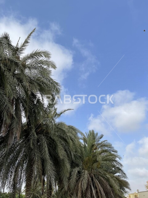 صورة جمالية لمزارع أشجار النخيل الخضراء في ولاية صحار بسلطنة عمان ، مزارع النخيل في عمان ، أشجار ومحاصيل زراعية ، أراضي زراعية ، محمية طبيعية لزراعة أشجار النخيل، خلفية الطبيعة