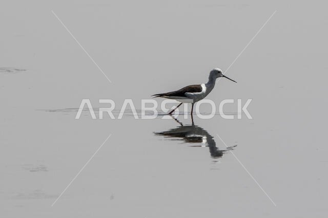 طائر الزقزاق ذو الجناحين الأسود