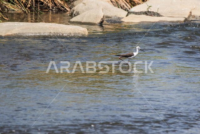 Black Winged Stilt