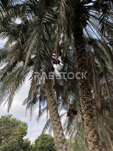 صورة جمالية لمزارع أشجار النخيل الخضراء في ولاية صحار بسلطنة عمان ، مزارع النخيل في عمان ، أشجار ومحاصيل زراعية ، أراضي زراعية ، محمية طبيعية لزراعة أشجار النخيل، خلفية الطبيعة