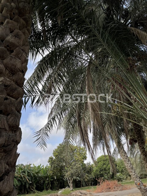 صورة جمالية لمزارع أشجار النخيل الخضراء في ولاية صحار بسلطنة عمان ، مزارع النخيل في عمان ، أشجار ومحاصيل زراعية ، أراضي زراعية ، محمية طبيعية لزراعة أشجار النخيل، خلفية الطبيعة