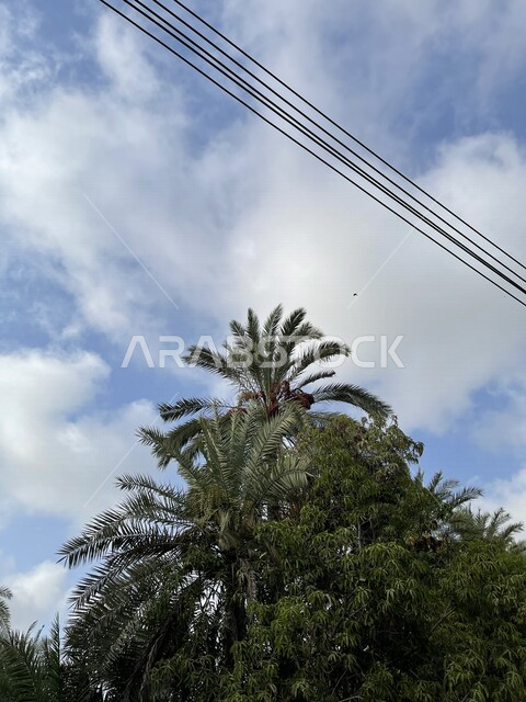 صورة جمالية لمزارع أشجار النخيل الخضراء في ولاية صحار بسلطنة عمان ، مزارع النخيل في عمان ، أشجار ومحاصيل زراعية ، أراضي زراعية ، محمية طبيعية لزراعة أشجار النخيل، خلفية الطبيعة