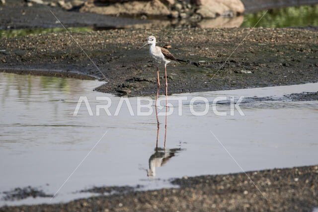 Black Winged Stilt