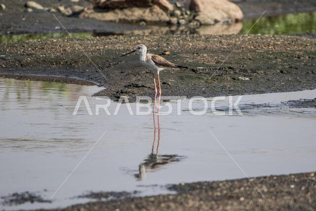 Black Winged Stilt
