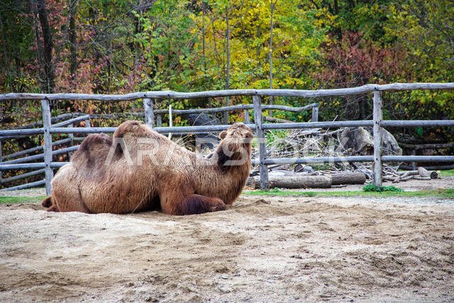 حيوان مموه يرقد، يُعرف أيضاً باسم الجمل ذو السنامين أو الجمل البكتري، Camelus ferus حيوان مموه يرقد، يُعرف أيضاً باسم الجمل ذو السنامين أو الجمل البكتري، Camelus ferus