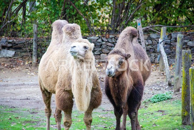 Front view of two camouflaged animals, also known as Two-Tailed or Bactrian Camel, Camelus ferus