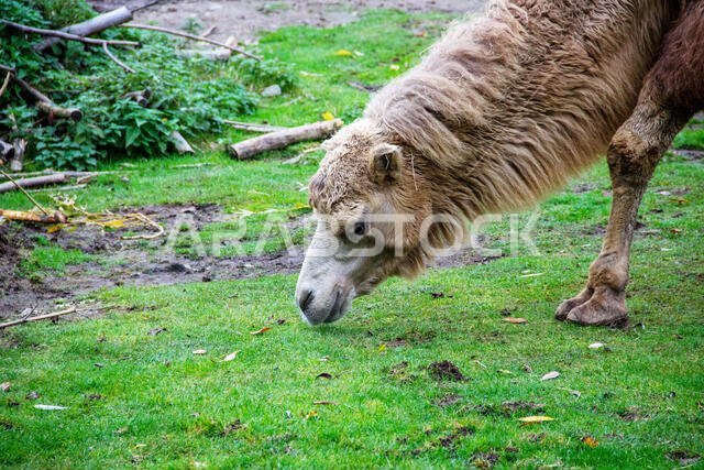 Head view of a feeding camouflage animal, also known as Two-Tailed or Bactrian Camel, Camelus ferus