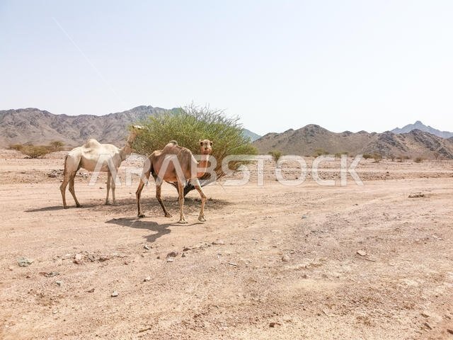 Desert landscape view with camels. Selective focus