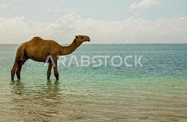a single-humped camel stands in the water in a lake or in the sea or in the ocean against the horizon of a dramatore