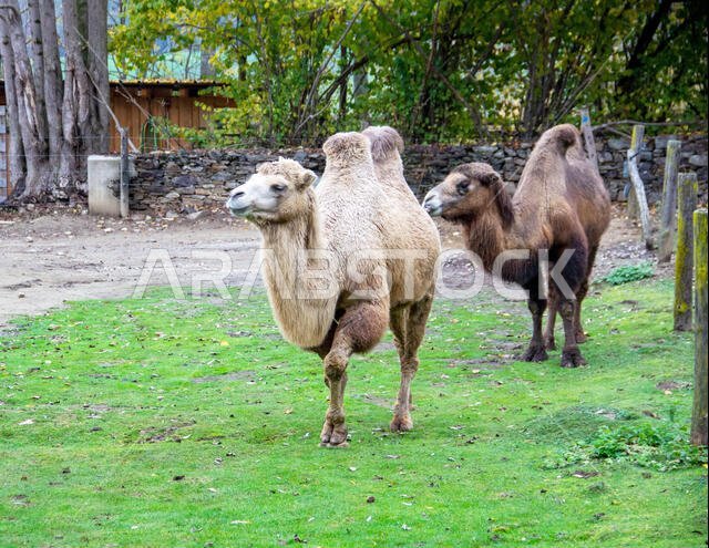 حيوانان مموهان، يُعرفان أيضًا باسم الجمل ذو الإصبعين أو الجمل البكتري، Camelus ferus