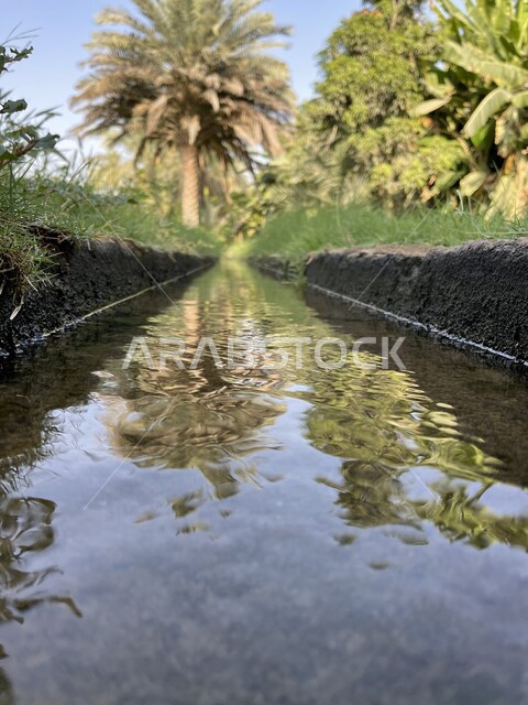 صورة جمالية لمزارع أشجار النخيل الخضراء في ولاية صحار بسلطنة عمان ، مزارع النخيل في عمان ، أشجار ومحاصيل زراعية ، أراضي زراعية ، محمية طبيعية لزراعة أشجار النخيل، خلفية الطبيعة ، بحيرة مائية