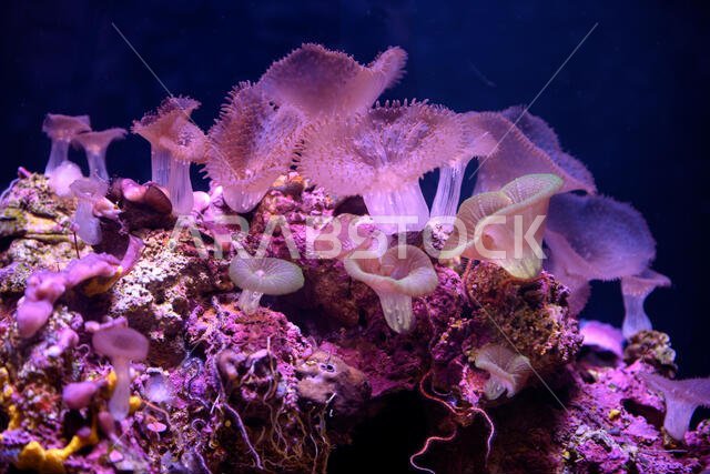 Alive corals in the Eilat's Coral Reef in Israel. Exquisite colors and marine surprises