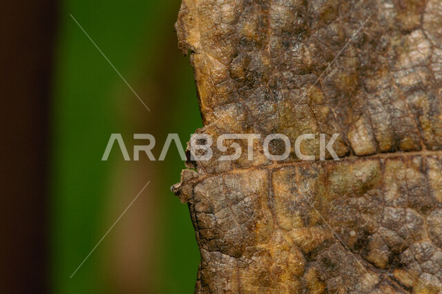 صورة مقربة لورق شجر متساقط على الأرض , أوراق الخريف , خلفية الطبيعة .