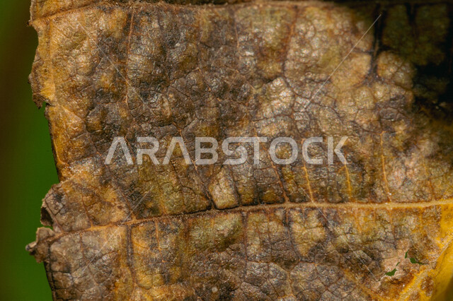 صورة مقربة لورق شجر متساقط على الأرض , أوراق الخريف , خلفية الطبيعة .