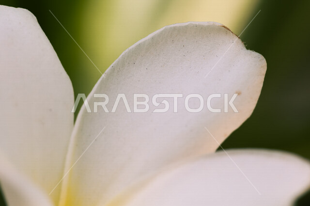 Close-up of white flowers growing on trees, fragrant flowers, blooming roses, nature background.