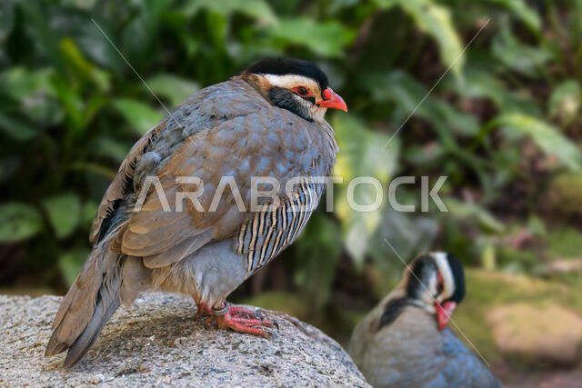 زوج من طيور الحجل العربي (Alectoris melanocephala)، طائر يعيش على الأرض موطنه الأصلي جنوب شبه الجزيرة العربية والمملكة العربية السعودية واليمن وسلطنة عمان