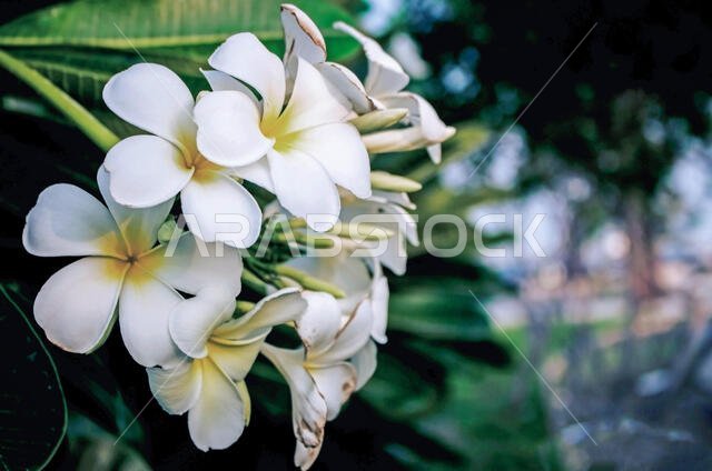 Al Nakheel beach, Jubail, Saudi Arabia - October 31, 2015: White flowers - Plumeria alba Frangipani