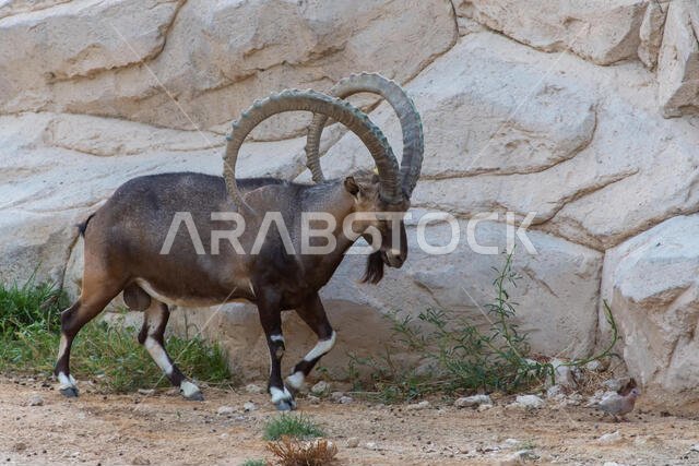A male Nubian Ibex walking along the mountain rocks showing off those large curved horns (capra nubiana) at the Al Ain Zoo.